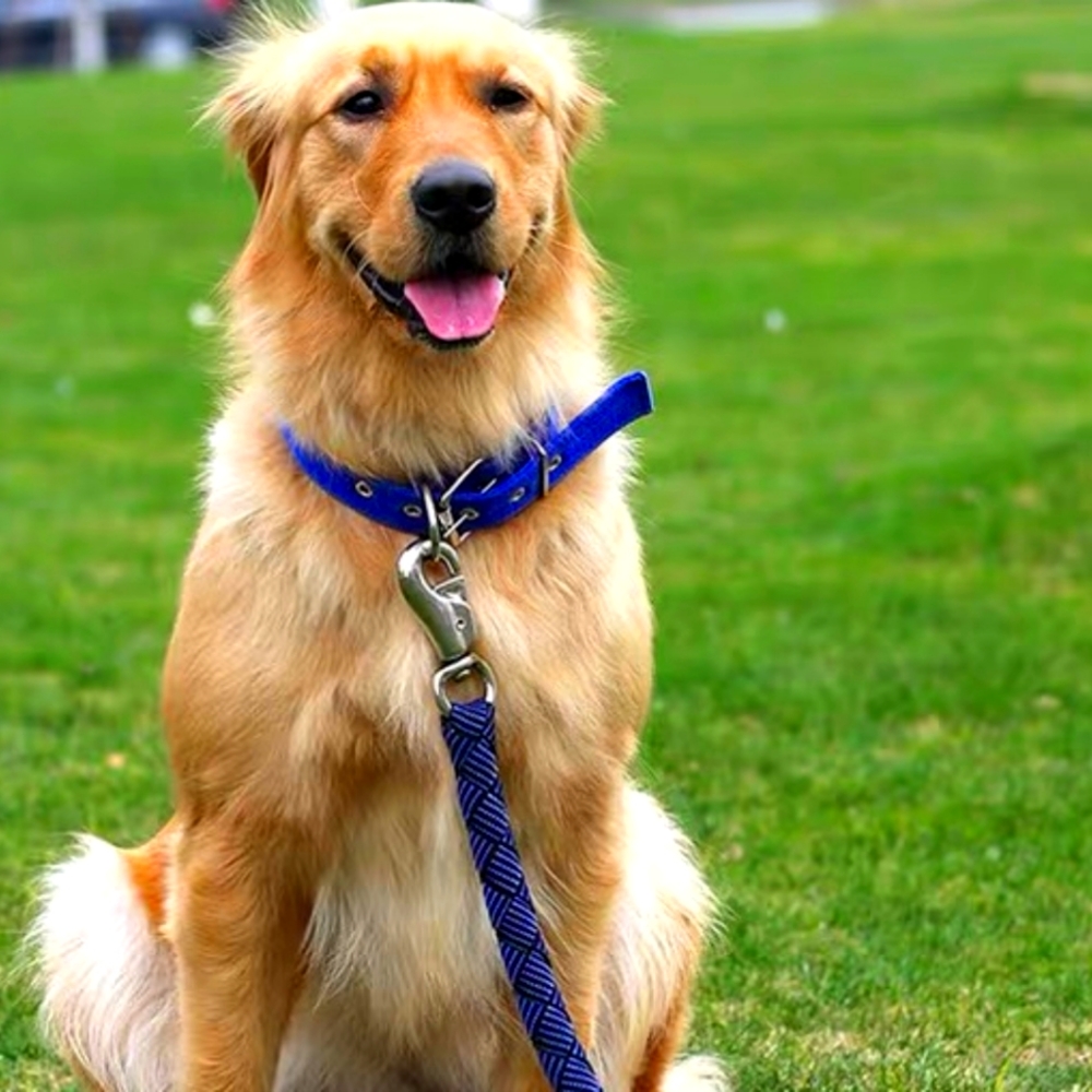 Heavy-duty large dog leash with coller sets.
